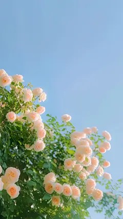 年年复年年,花似人不同