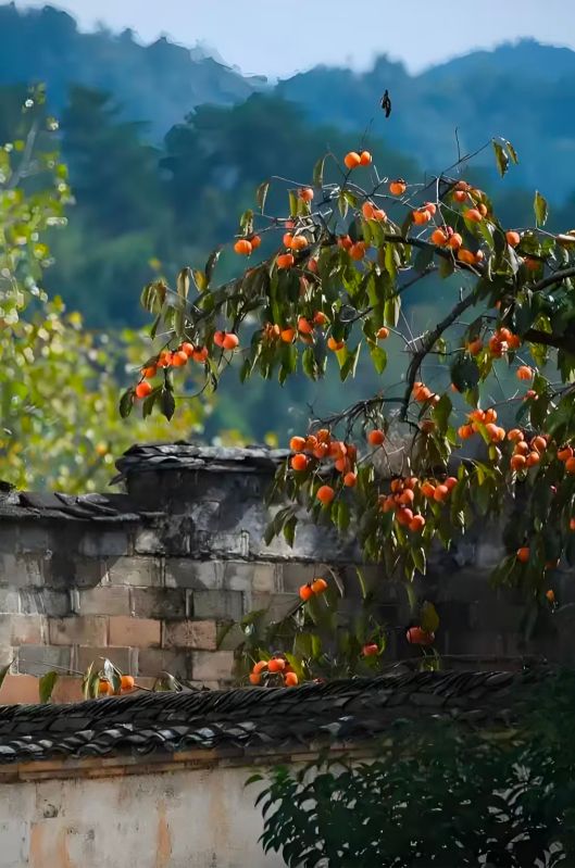重生1980，从娶妻哑女开始赶山
