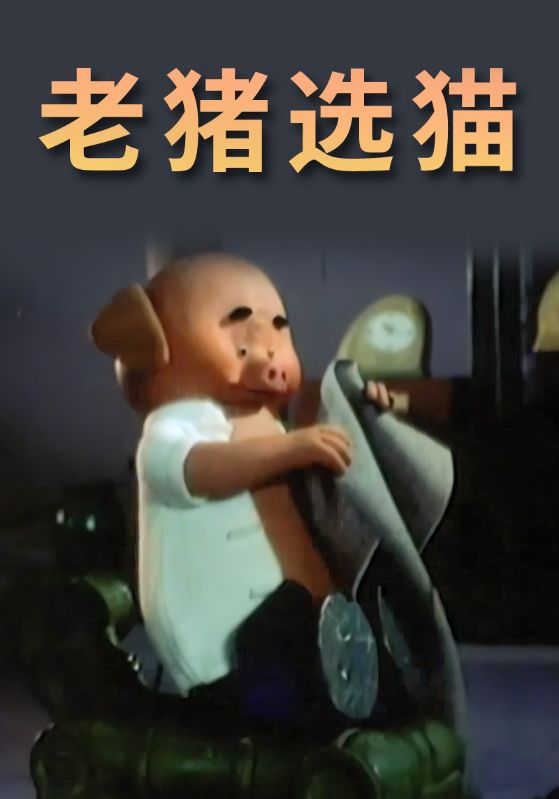 老猪选猫
